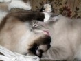 /album/fenykepgaleria/ragdoll-love-7-jpg/